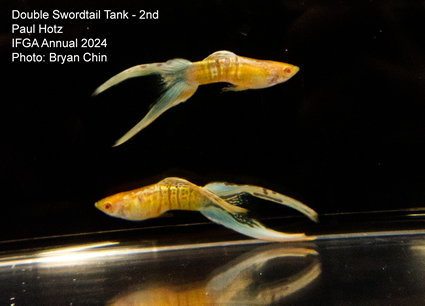 guppy double swordtail